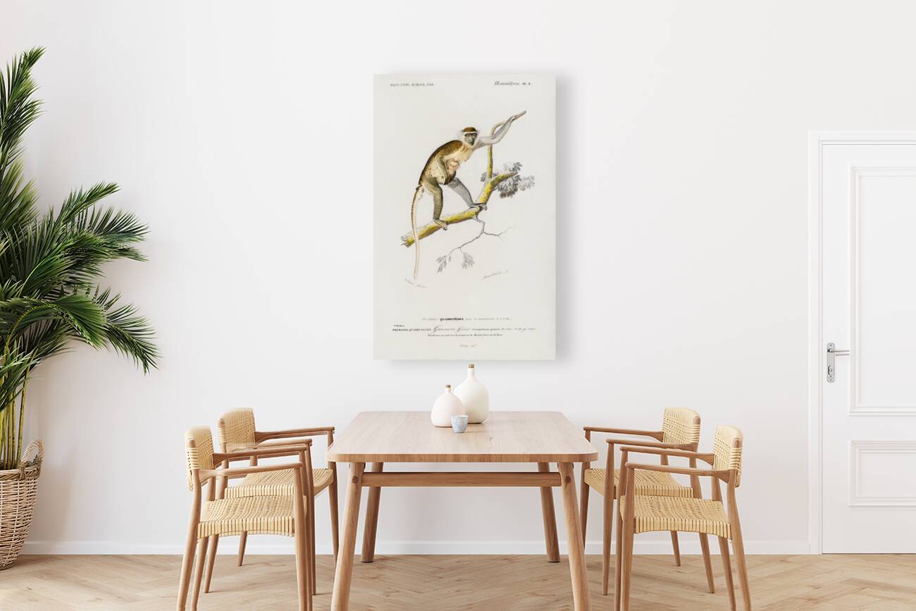 Cercopithecus griseus Guenon Grivet Reproduction