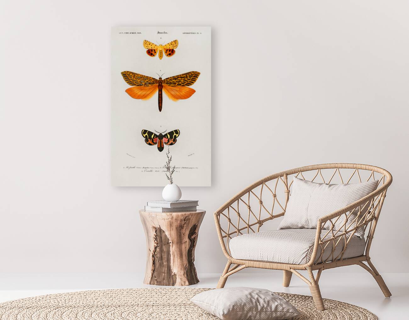 Different types of moths Reproduction