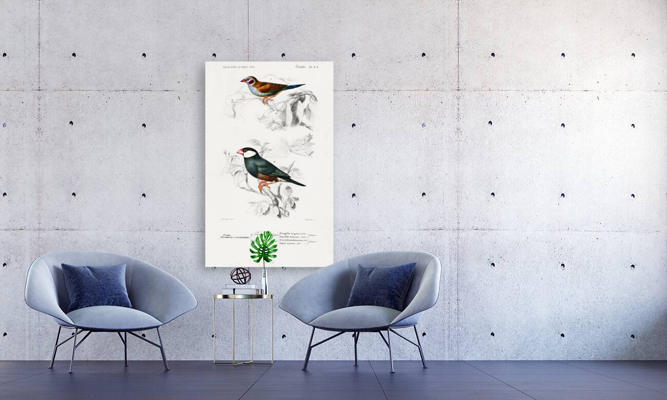 Red-cheeked Cordonbleu Uraeginthus Bengalus and Java Sparrow Lonchura Oryzivora Reproduction