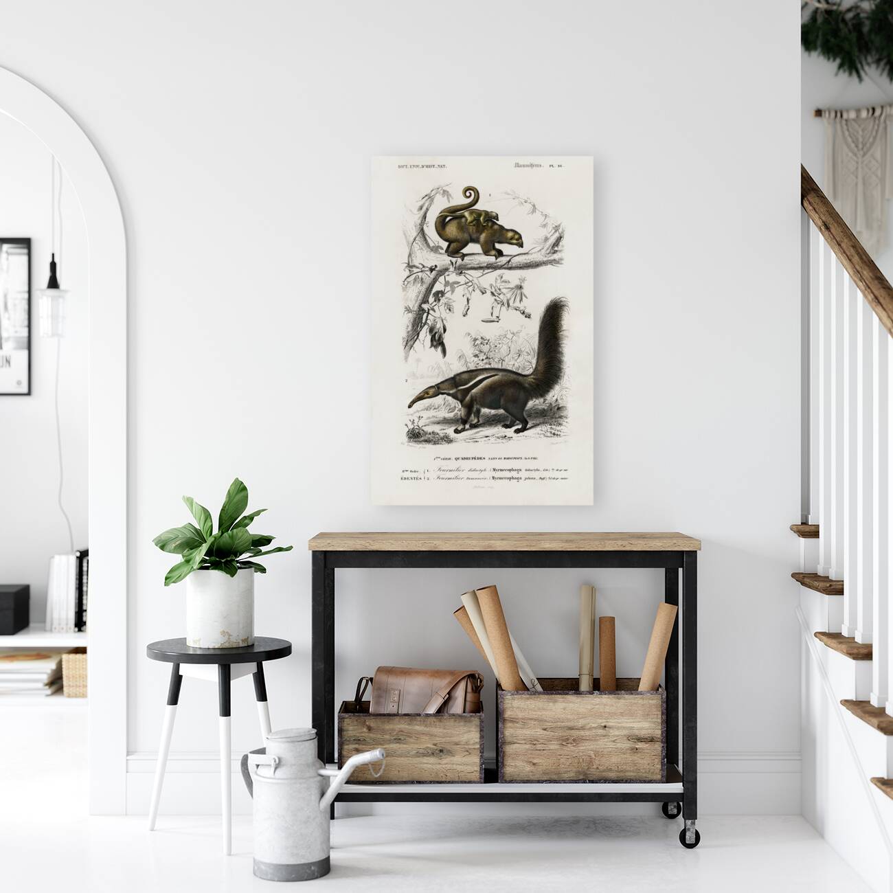 Pygmy anteater Cyclopes didactylus and Giant anteater Myrmecophaga tridactyla Reproduction