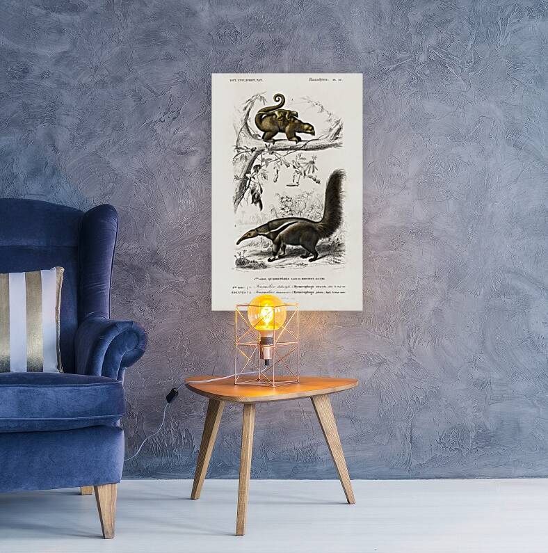 Pygmy anteater Cyclopes didactylus and Giant anteater Myrmecophaga tridactyla Reproduction