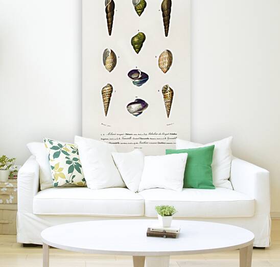 Different types of mollusks Reproduction