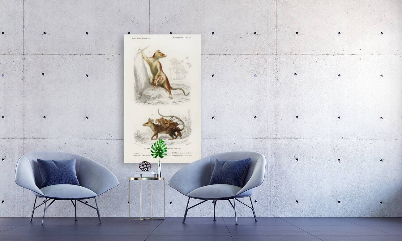 Opossum Didelphis and Opossum Didelphis Reproduction