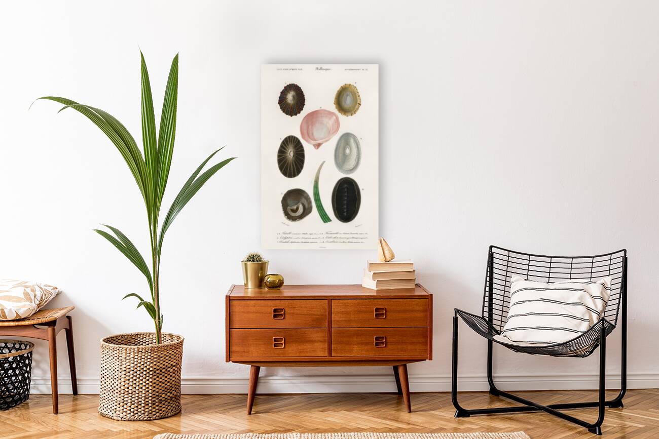 Different types of mollusks Reproduction