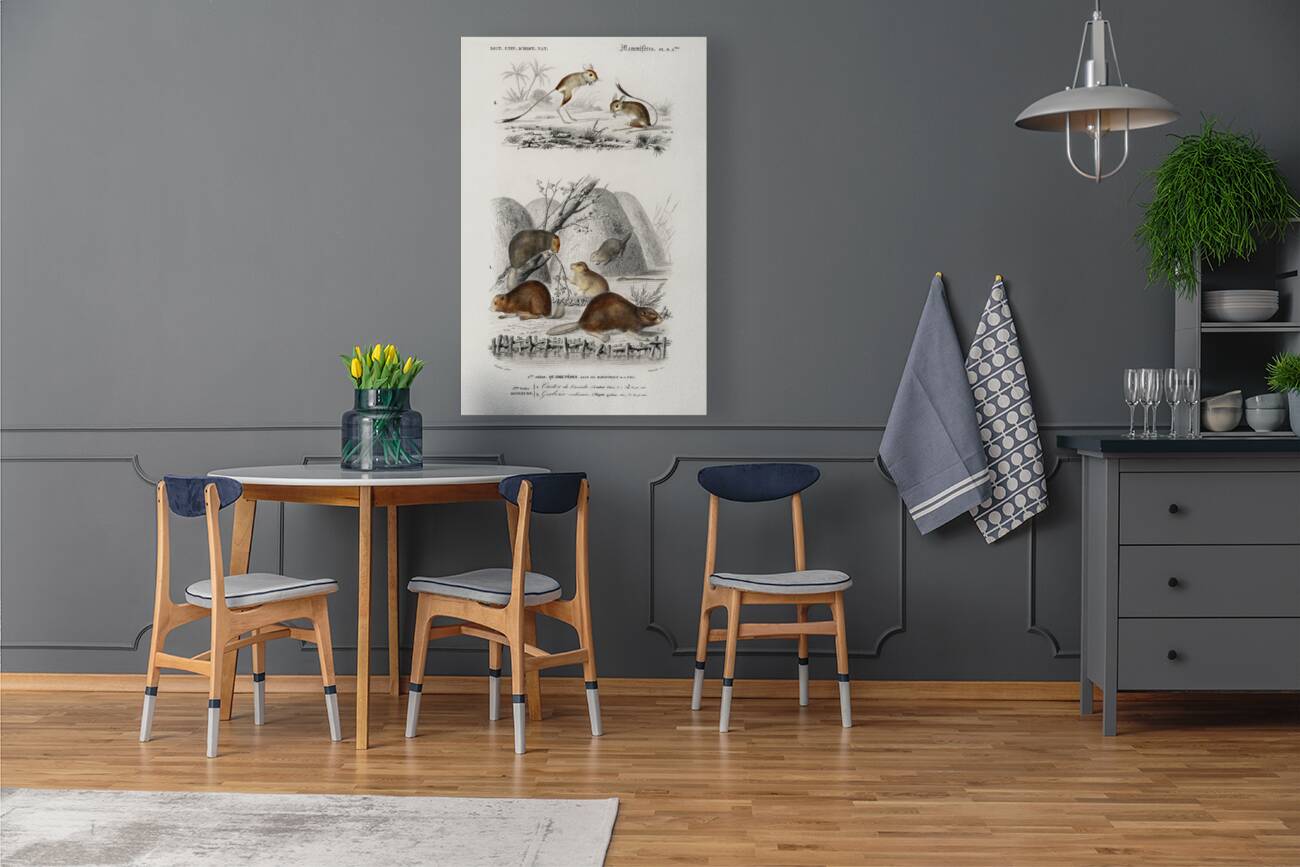 Beaver Castor and Jerboa Dipus Reproduction