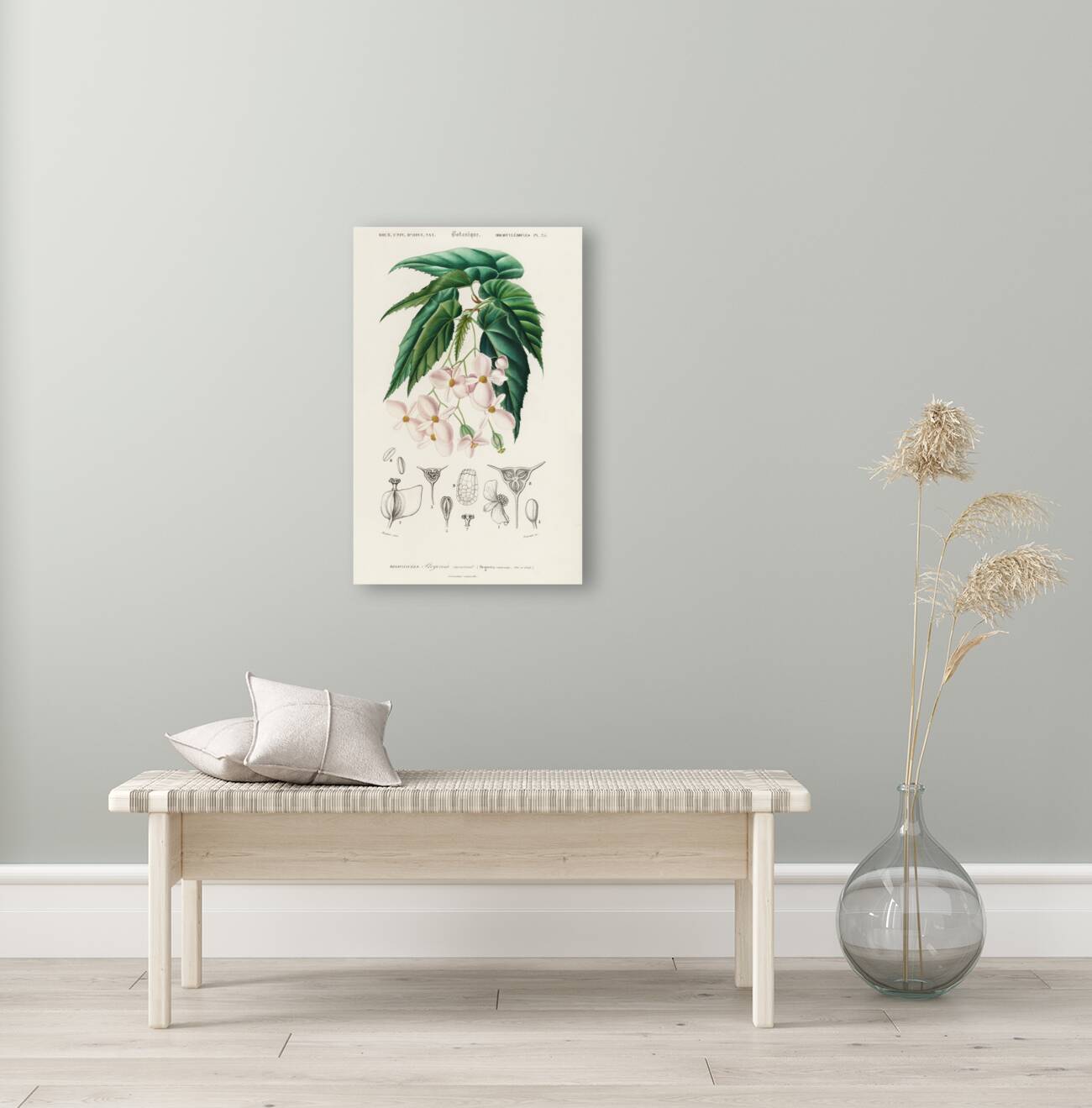 Begonia Begonia incarnata Reproduction