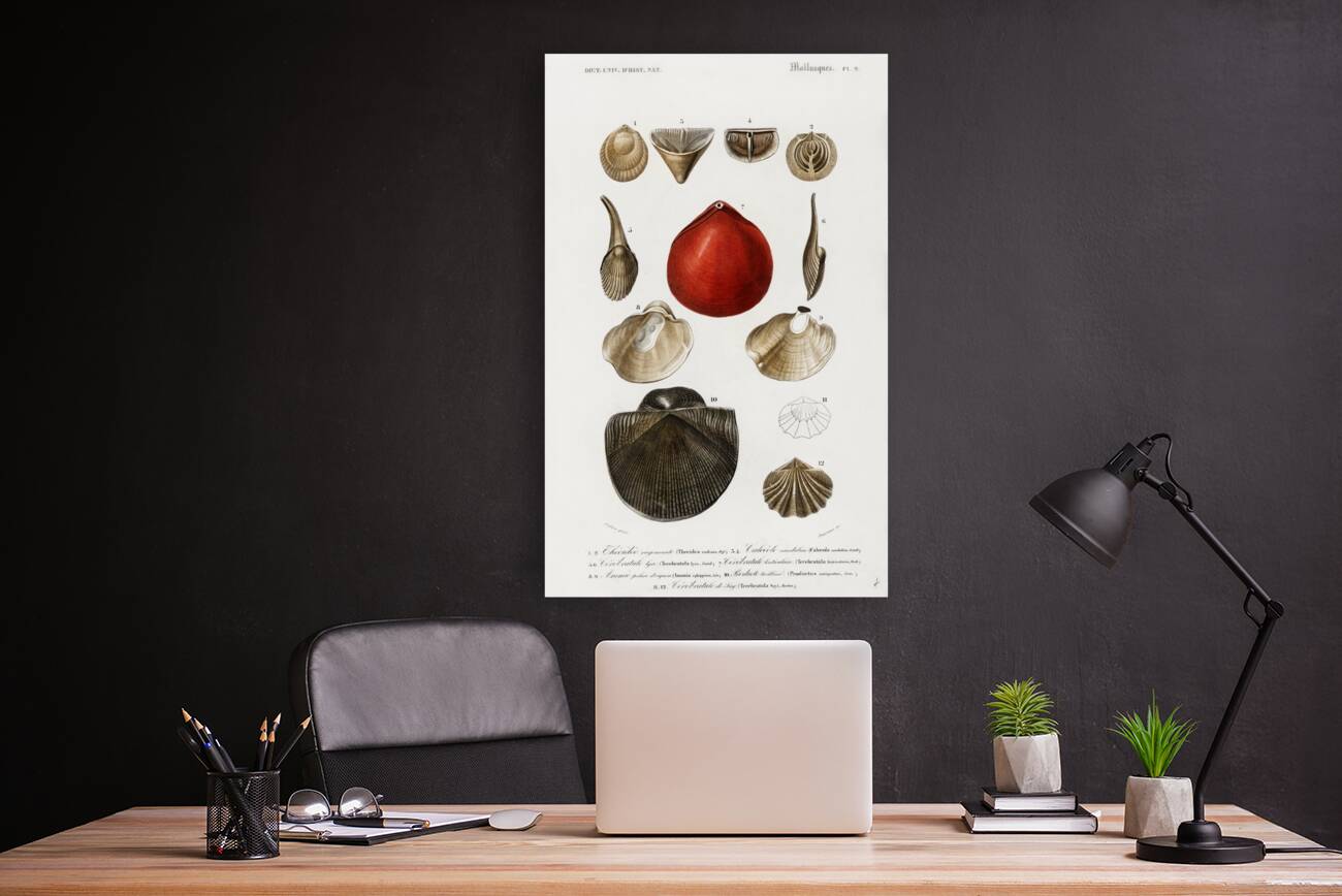 Different types of mollusks Reproduction