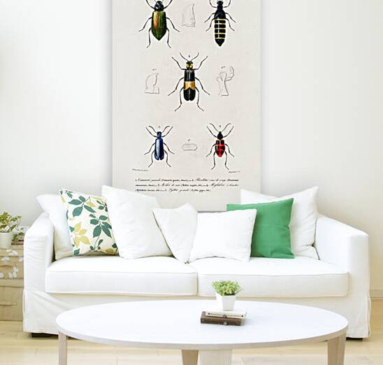 Different types of beetles Reproduction