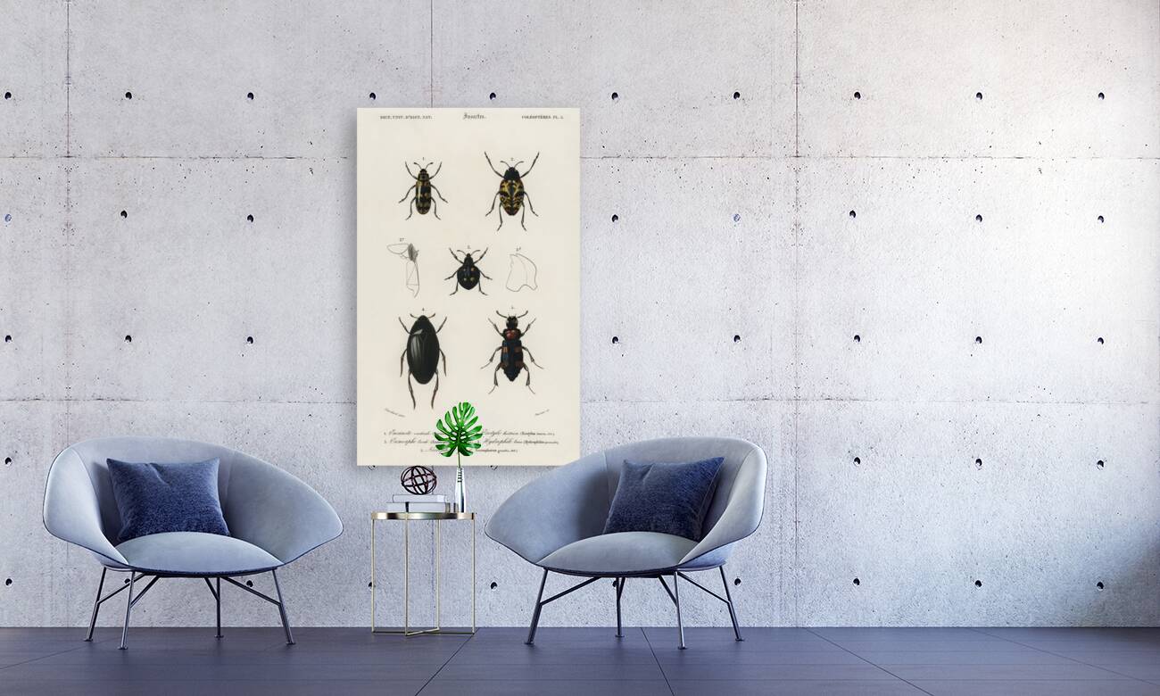 Different types of beetles Reproduction