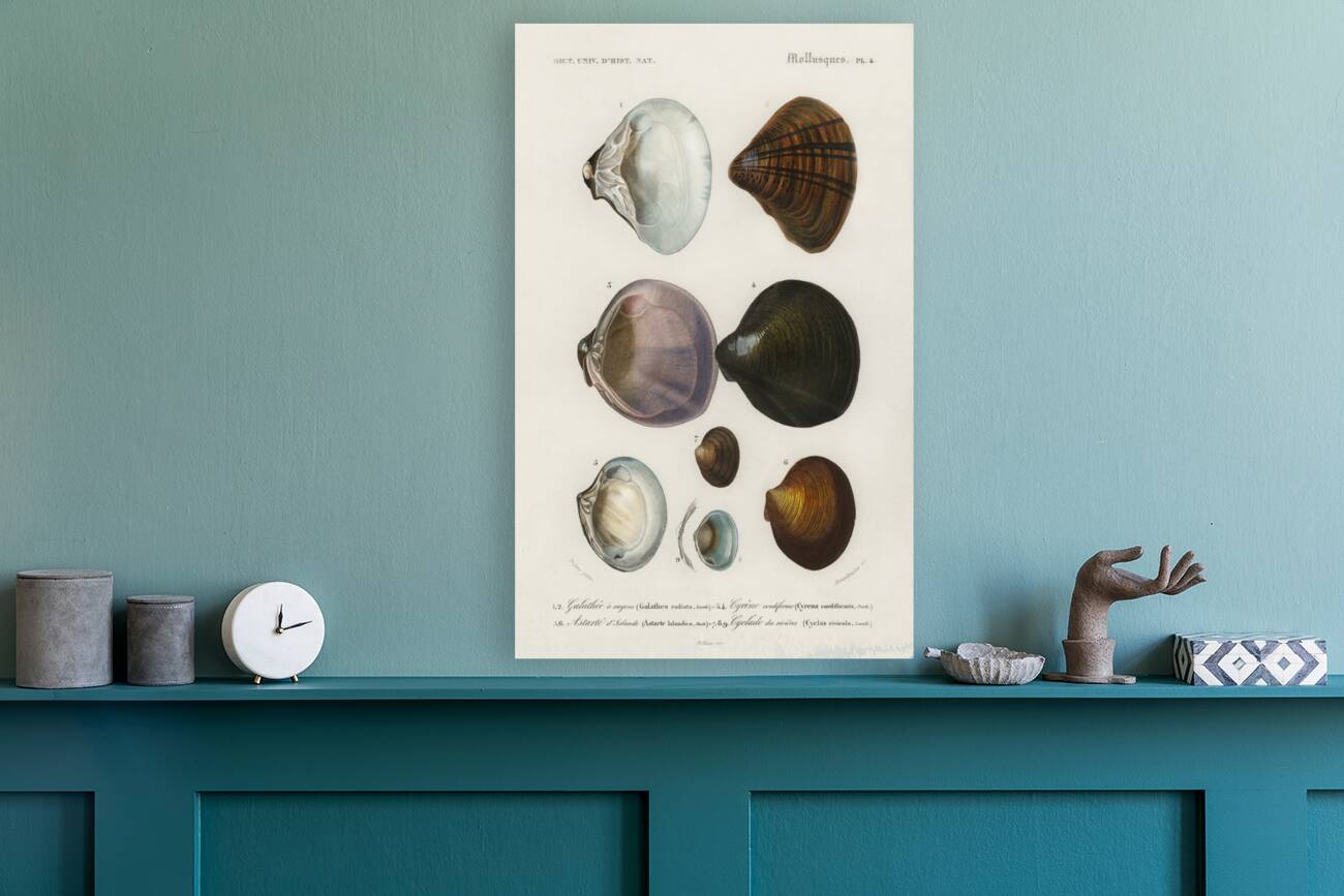 ictionnaire Universel D histoire Naturelle D Orbi 1694477462.2014 Reproduction