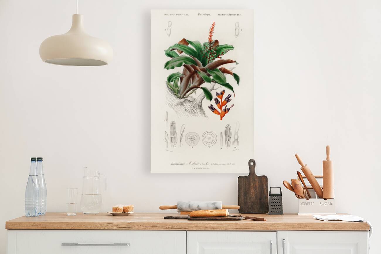 Bromeliad Aechmea discolor Reproduction