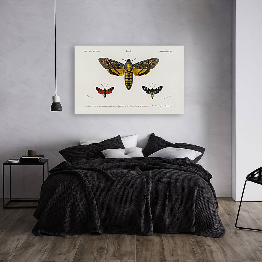 Collection of moths Reproduction