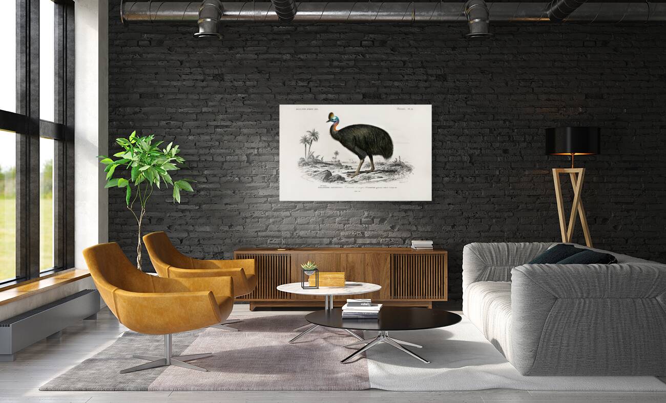 Casoar à casque bird Reproduction