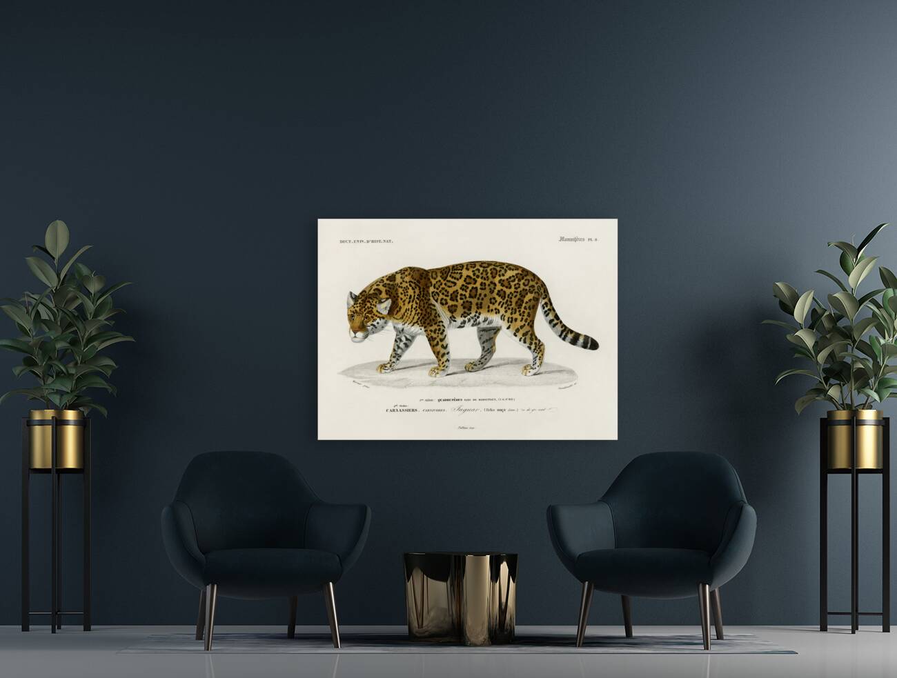 Jaguar Panthera Onca Reproduction