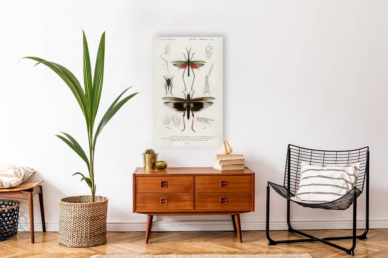 Different types of bugs Reproduction