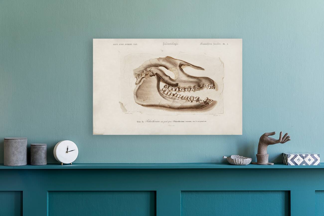 Odd-toed ungulate Palaeotherium Reproduction