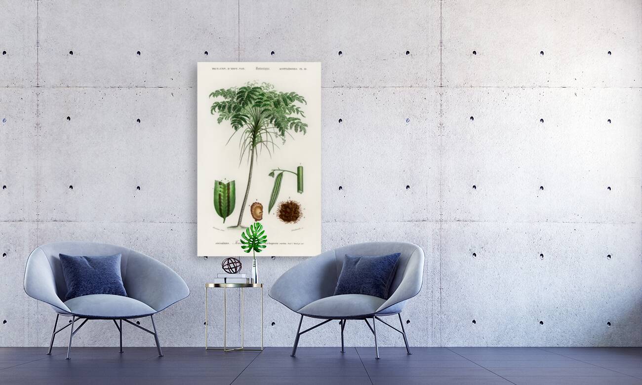 Trichipteris excelsa Reproduction