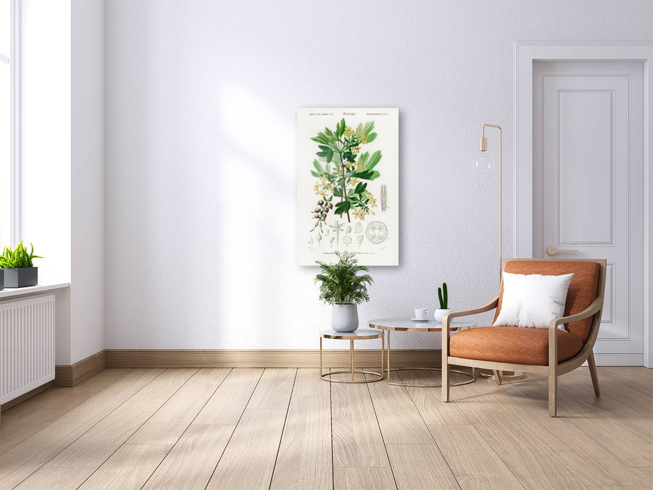 Hummingbird fuchsia Fuchsia gracilis Reproduction