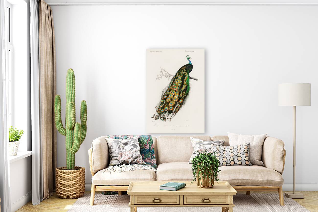 Indian peafowl bird Reproduction