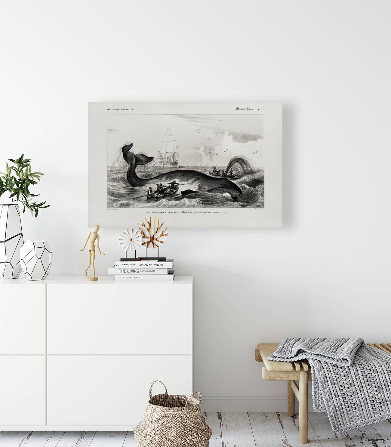 Balaena mysticetus Bowhead whale Reproduction