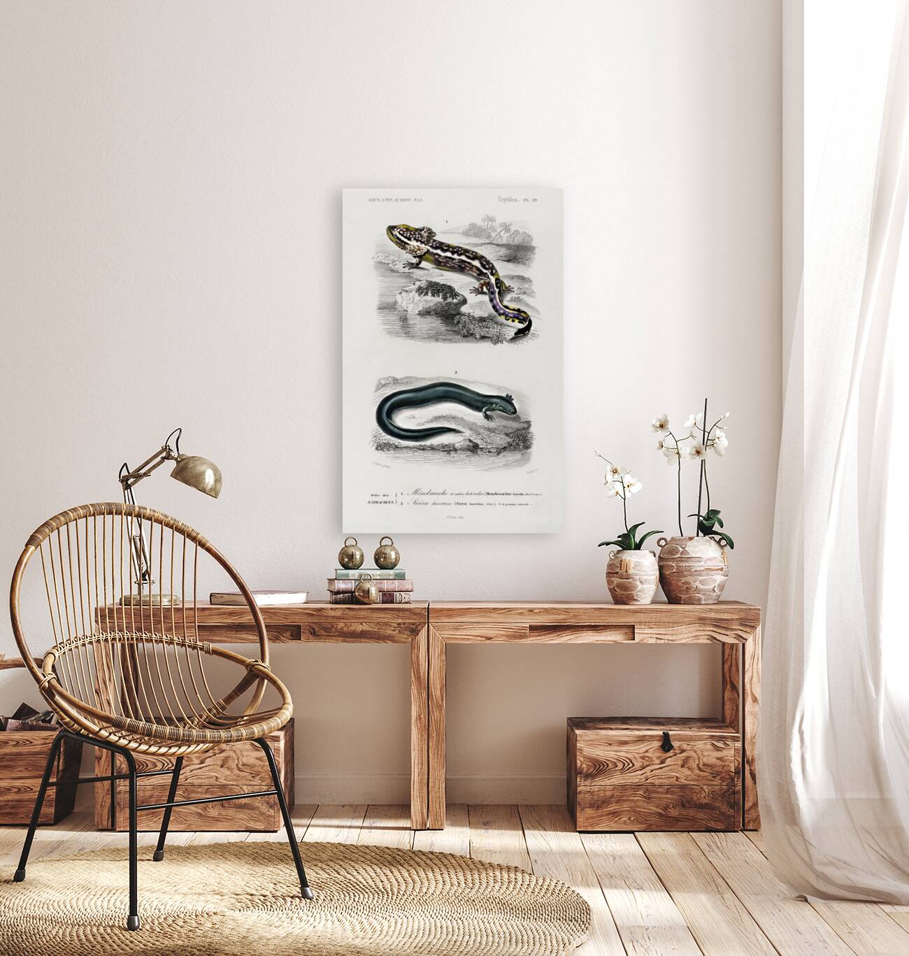 Mudpuppy Menabranchus lateralis and Greater siren Siren lacertina Reproduction