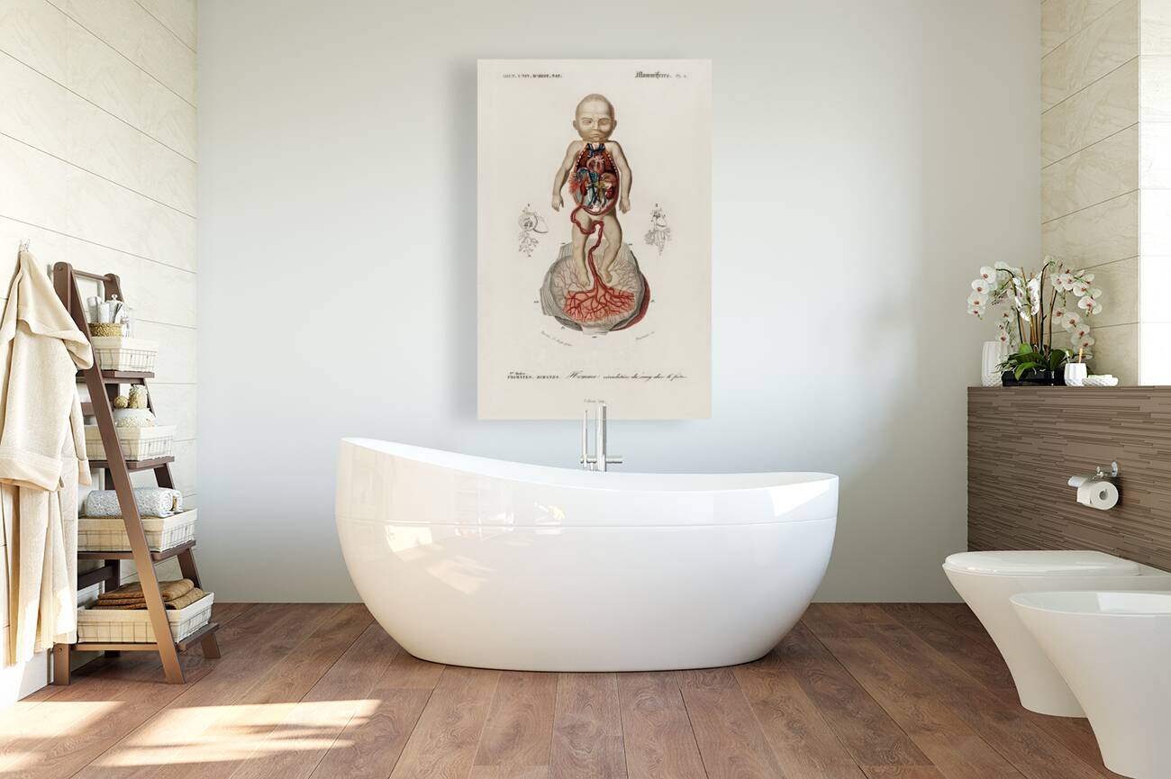 Circulation of the blood In a fetus Reproduction