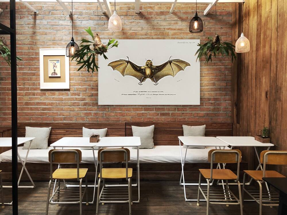 Bat Roufsette Reproduction