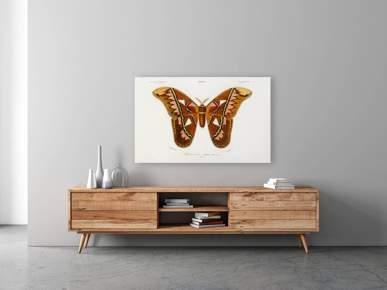 Attacus Atlas Moth Attacus Aurora Reproduction