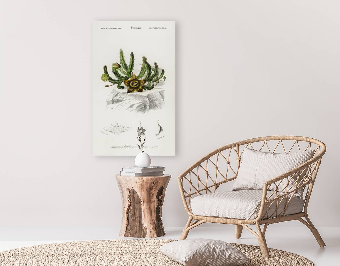 Carrion-flower Stapelia variegata Reproduction