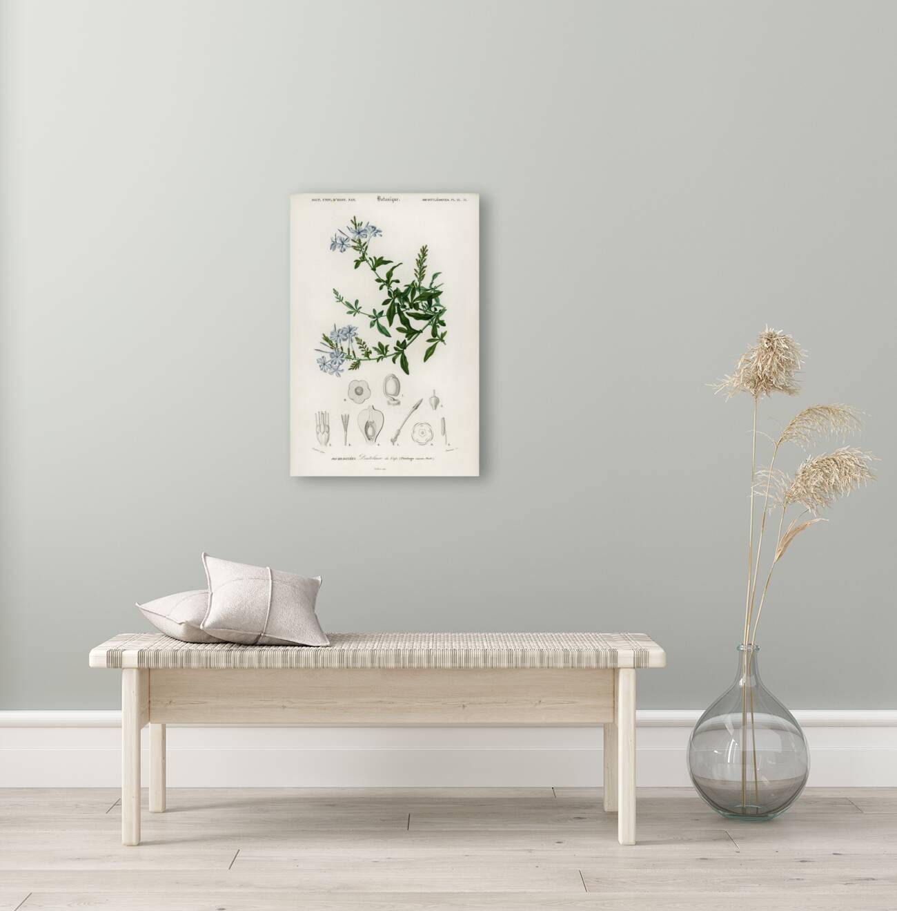 Plumbago Capensis Reproduction