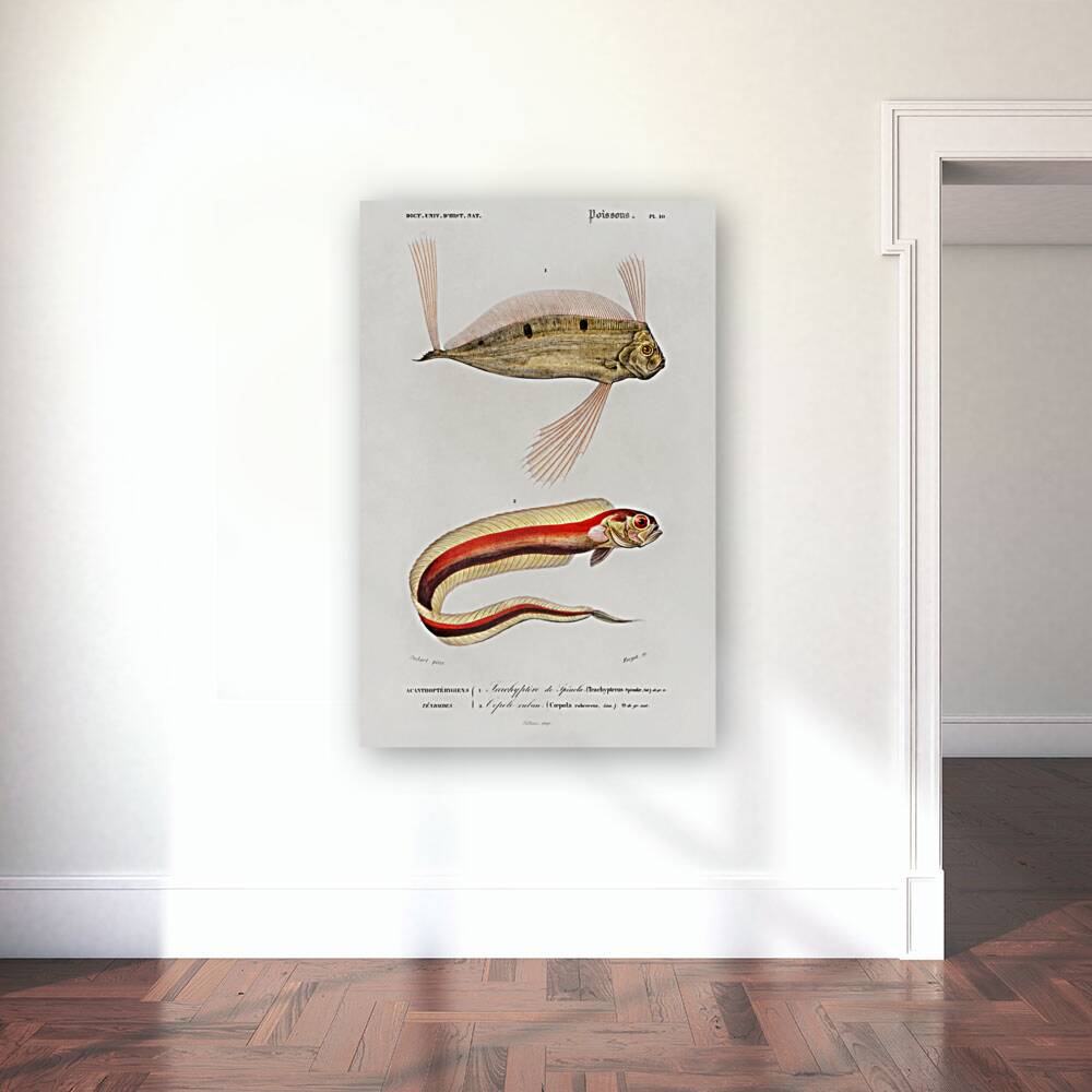 Different types of fishes Reproduction