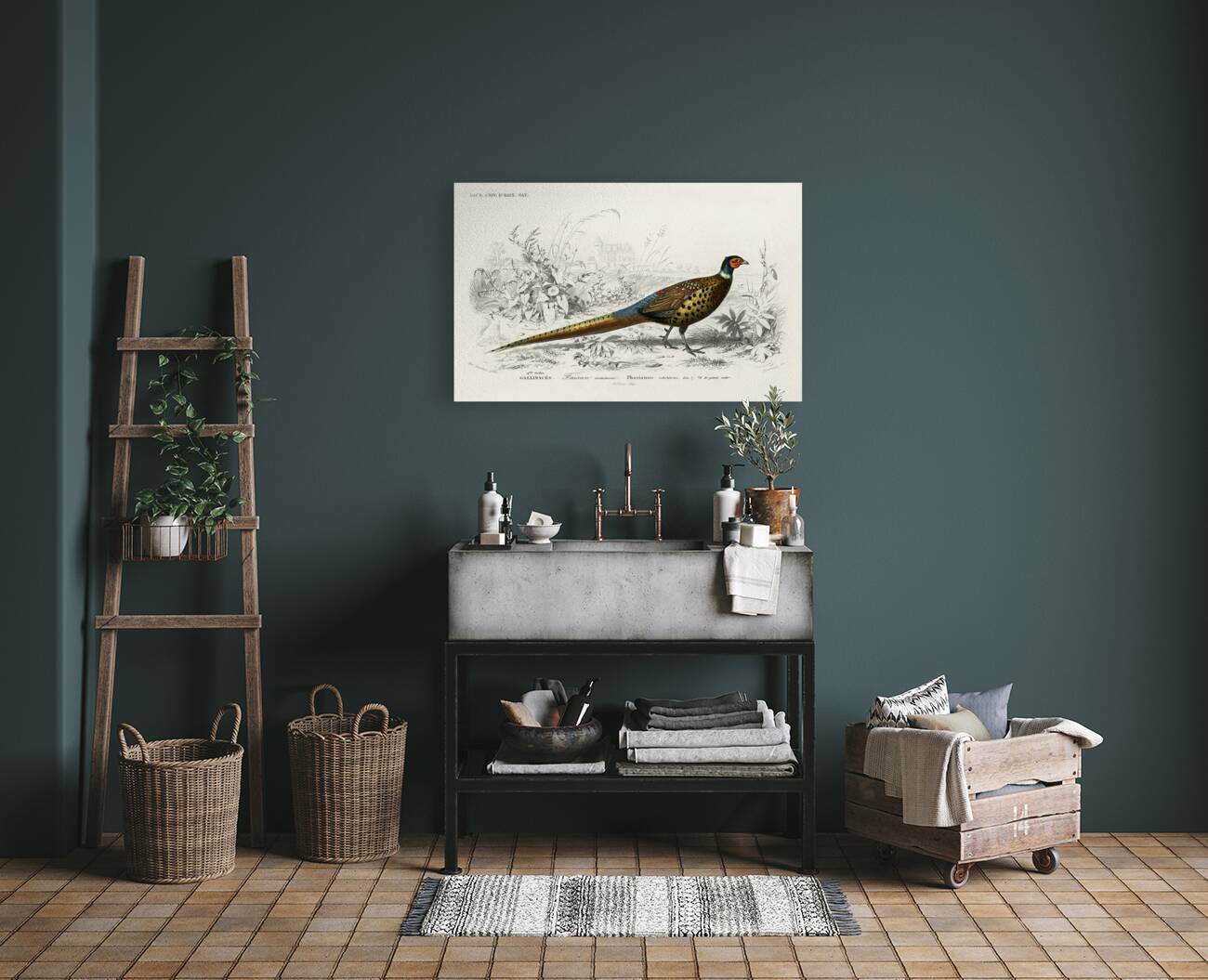 Ring-neckrd pheasant Phasianus colchicus Reproduction