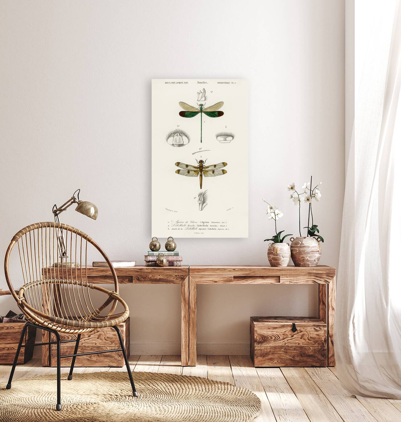 Different types of dragonflies Reproduction