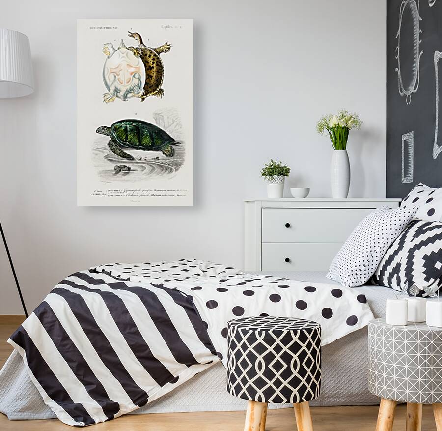 Green Sea Turtle Chelonia mydus and Spiny softshell turtle Gymnopus spiniferus Reproduction