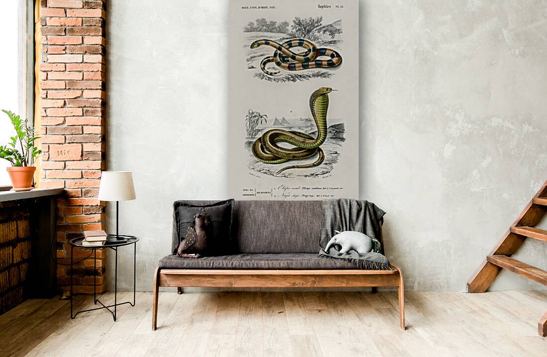 Coral Snake Elaps Corallinus and Egyptian Cobra Naja Hoje Reproduction