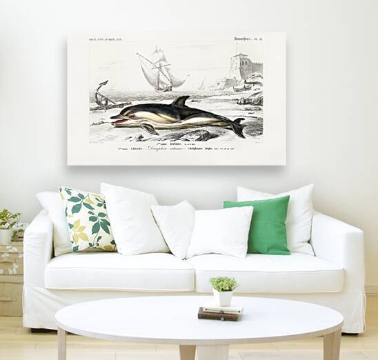 Delphinus delphis Reproduction