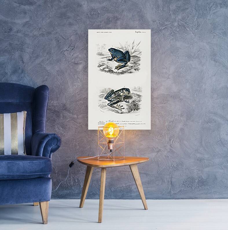 Shrinking frog Pseudis Merianae and Black-spotted casque-headed tree Trachycephalus geographieus Reproduction