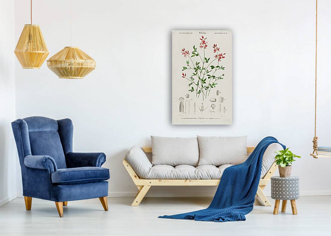 Indigofera procumbens Reproduction