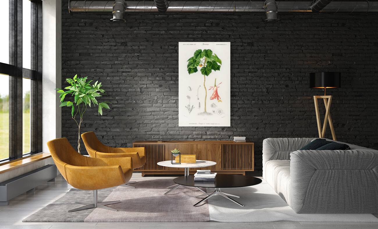 Astrapoea Wallichii Reproduction