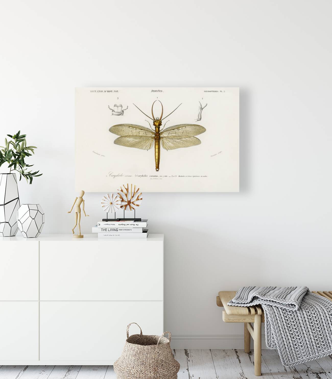 Eastern dobsonfly Corydalus cornutus Reproduction