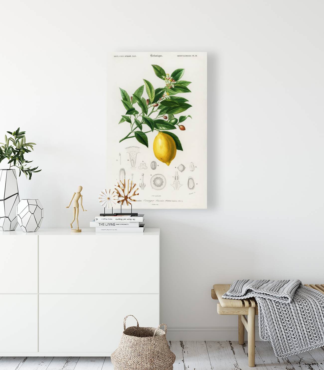 Lemon Citrus Limonium Reproduction