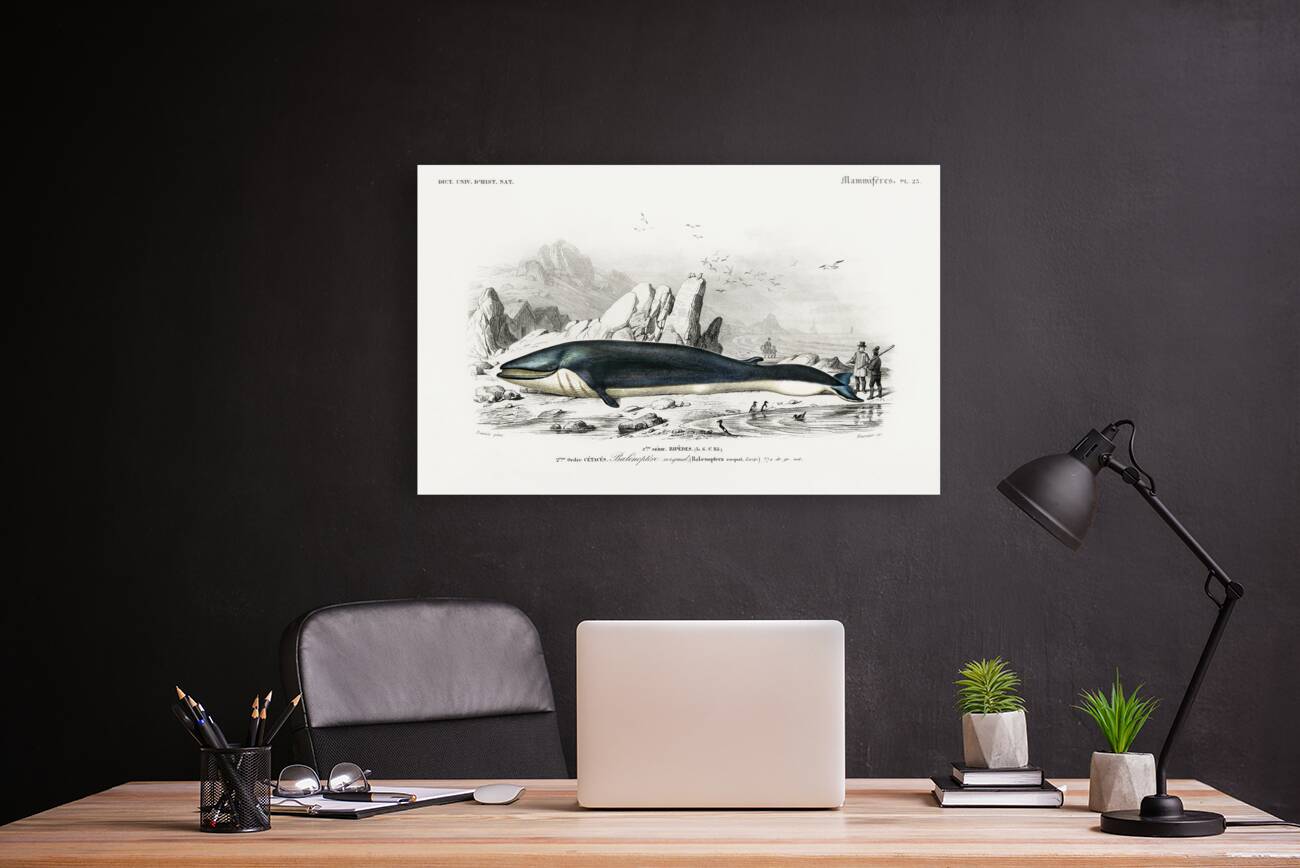 Balaenoptera rorqual Reproduction