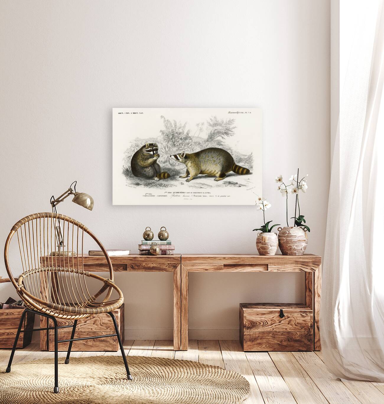 Raccoon Procyon lotor Reproduction