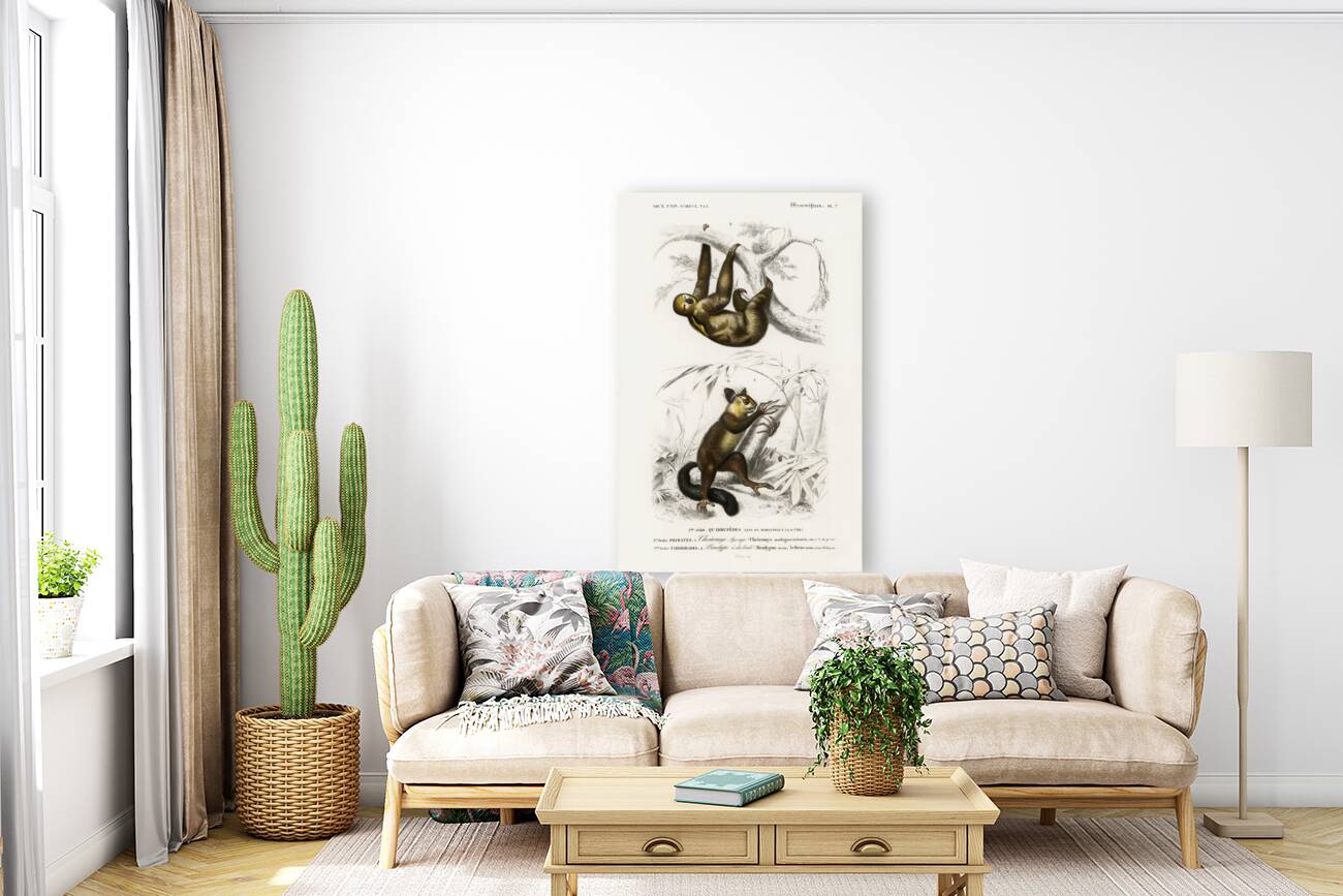 Three-toed Sloth Bradypus ustus and Aye-aye Cheiromys madagascariensis Reproduction