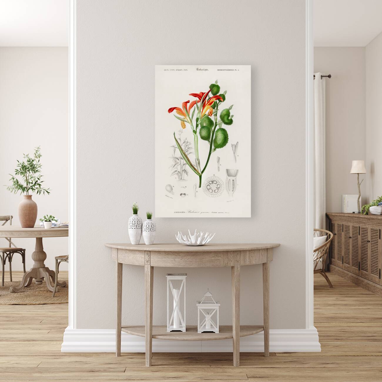 Anna speciosa Reproduction