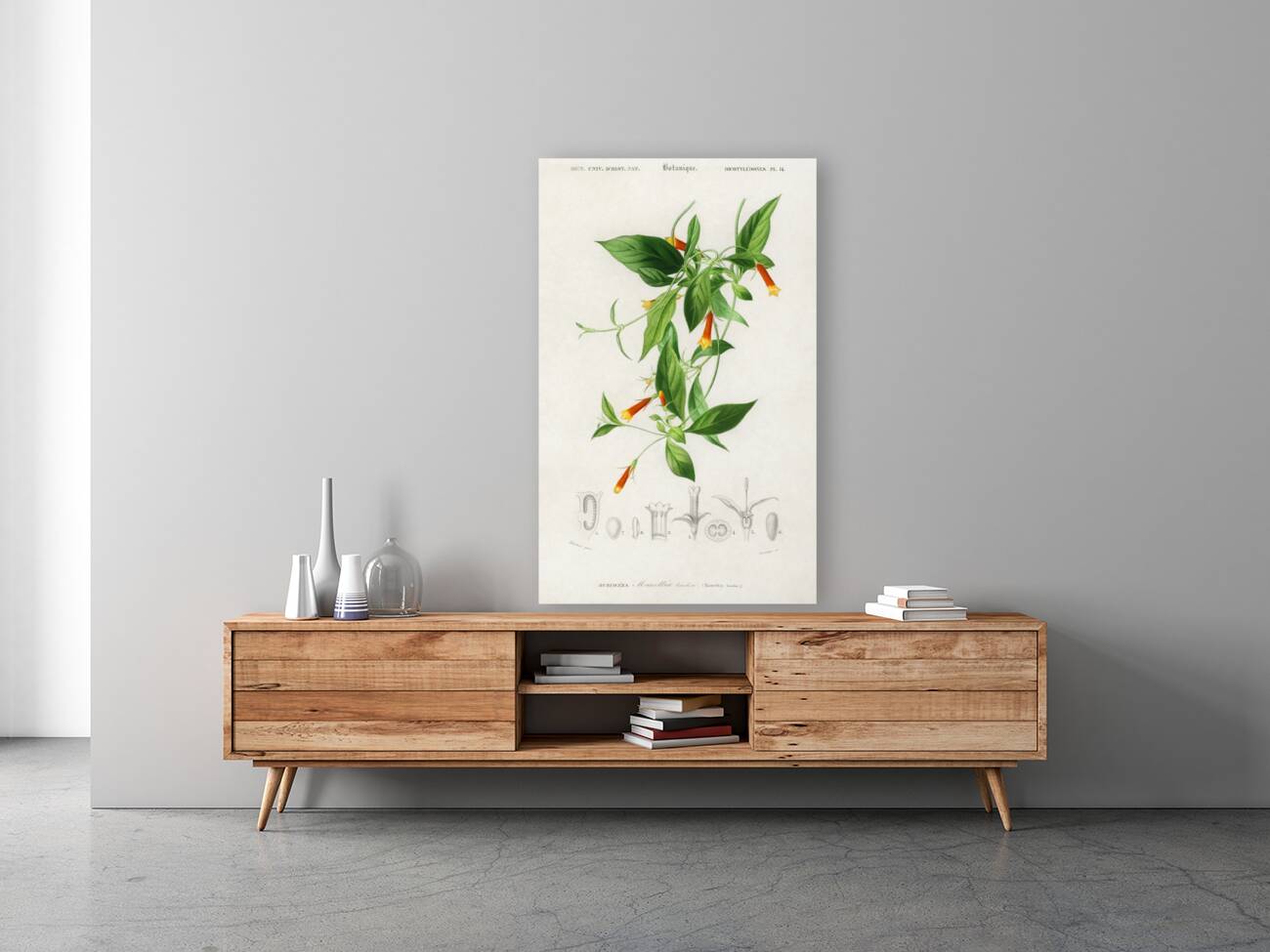 Strobilanthes sabiniana Reproduction