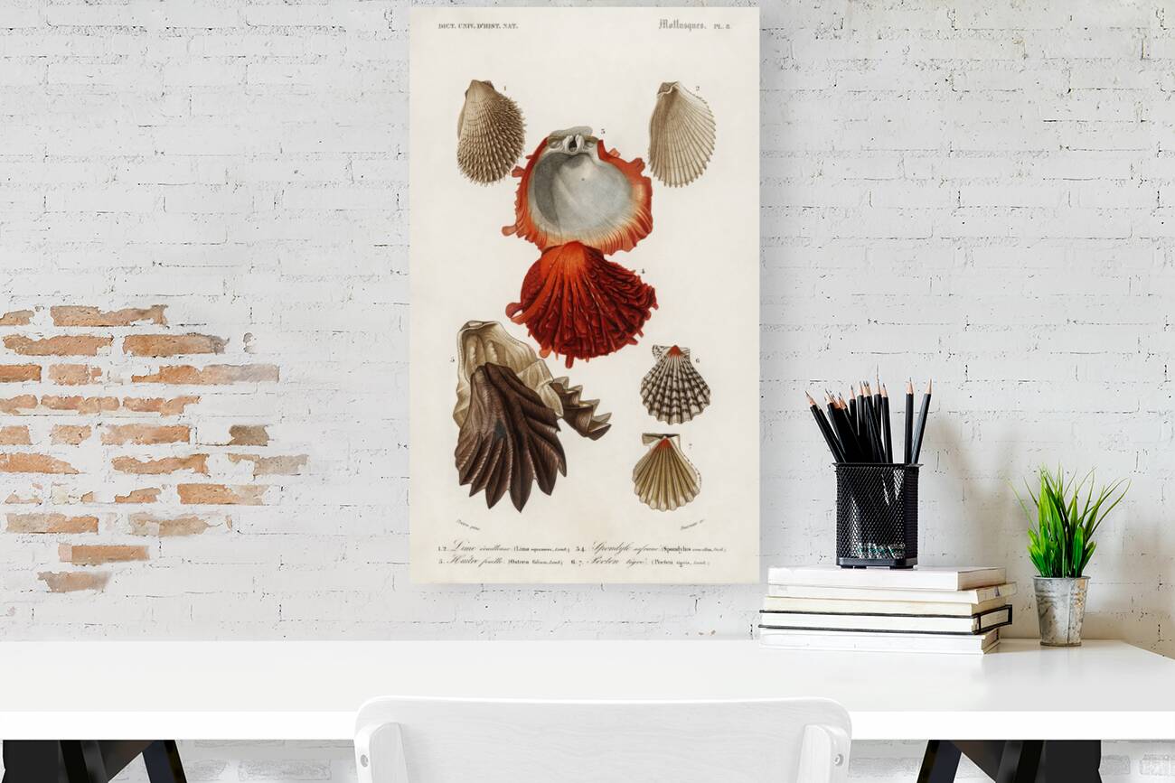 Different types of mollusks Reproduction