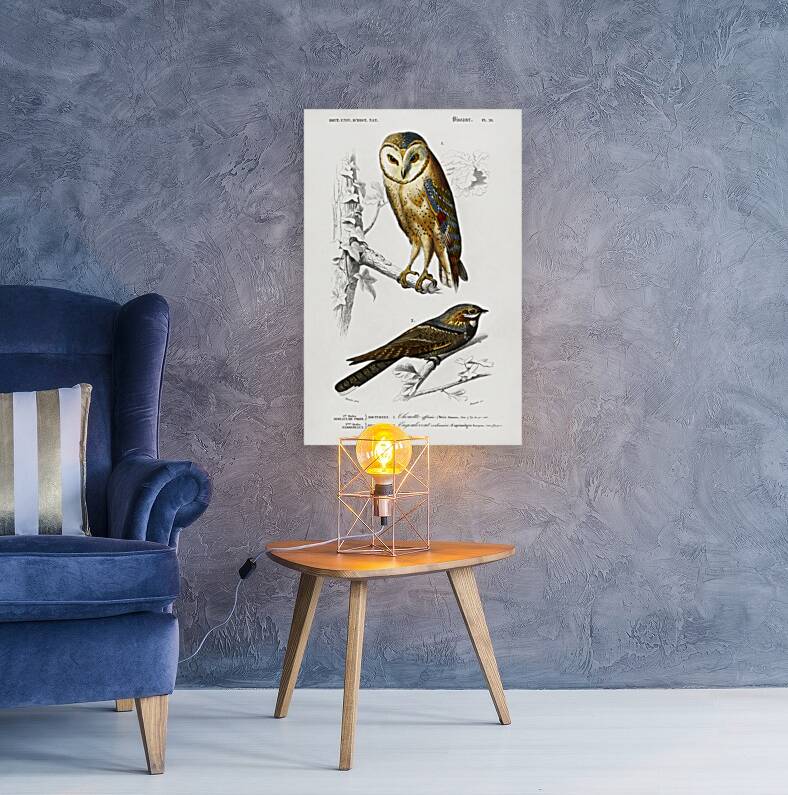 Different types of birds Reproduction