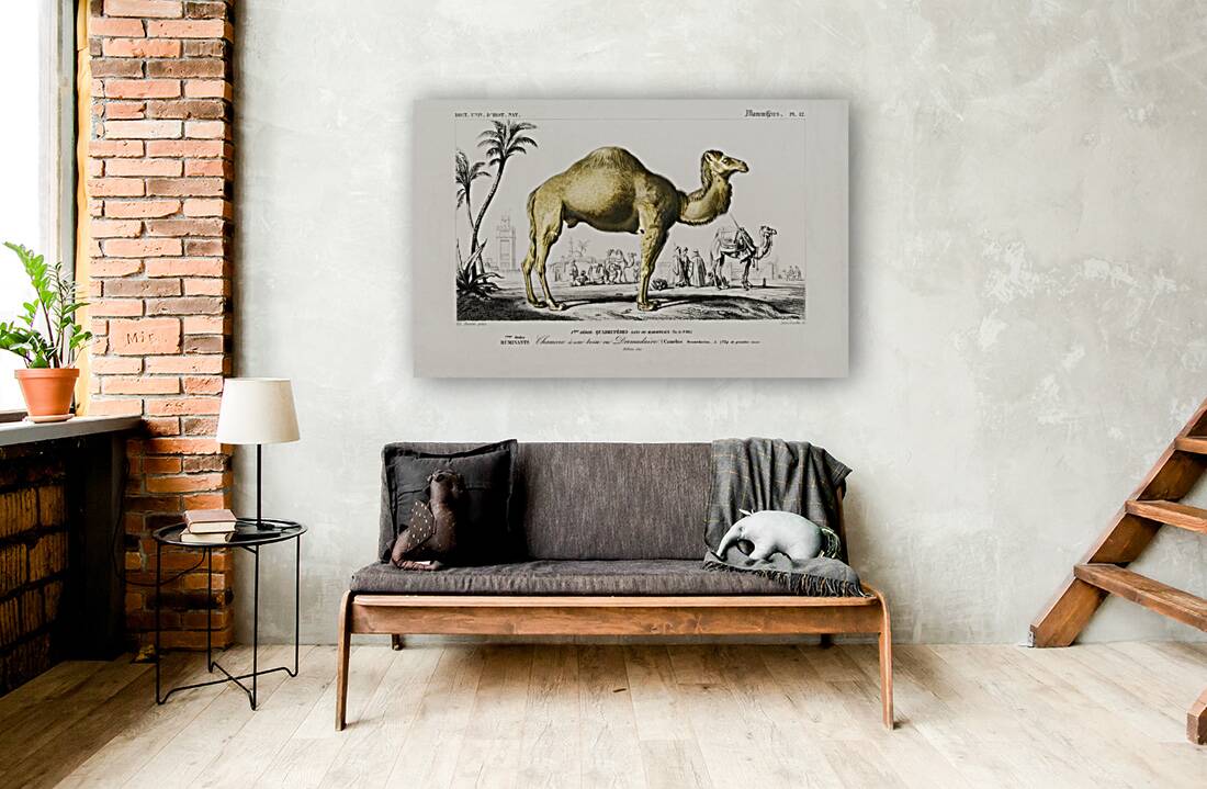 Camel Camelus Reproduction