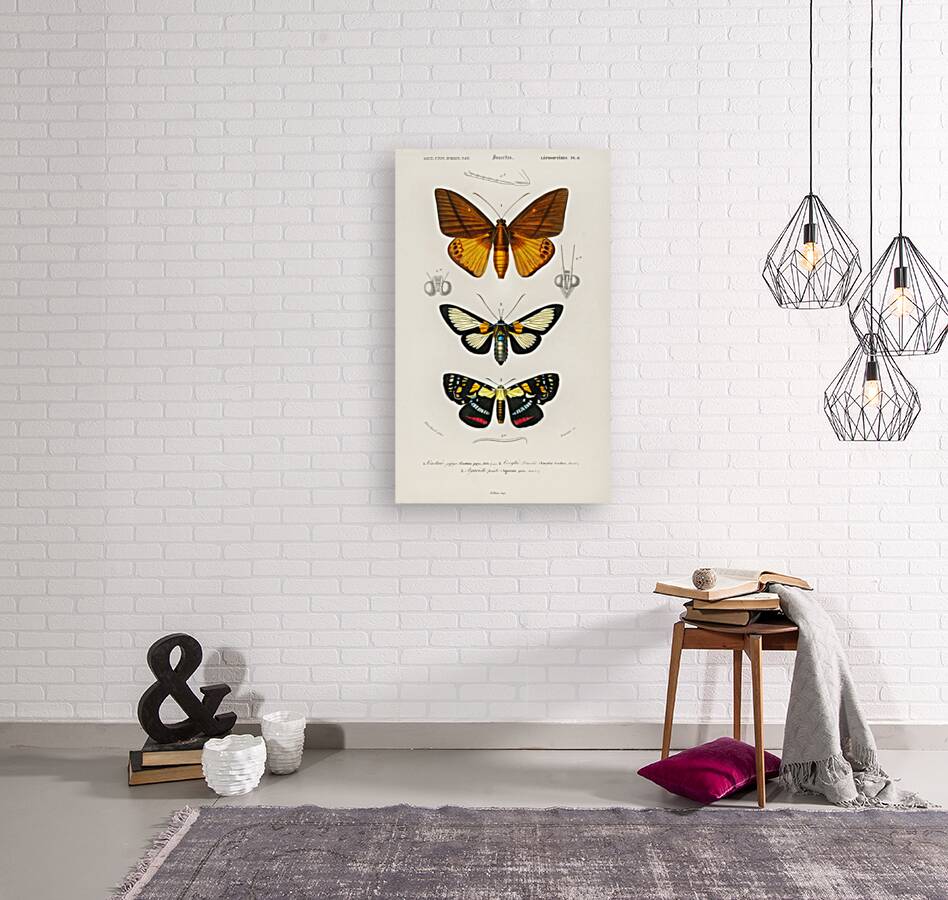 Collection of moths Reproduction